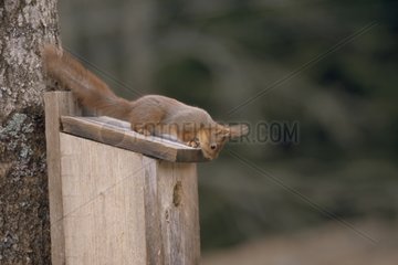 Roux -Eichhörnchen auf einem Schwedenvogelnest