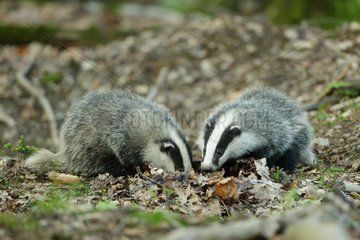 Young Eurasian badgers in forest - Ardennes Belgium