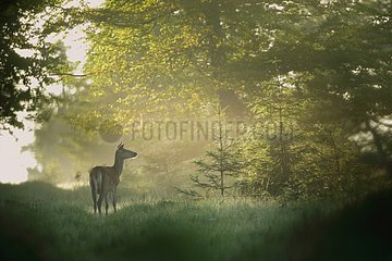 Female Red Deer at dawn-Ardennes Belgium