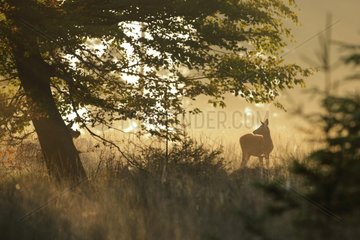 Female Red Deer at dawn-Ardennes Belgium