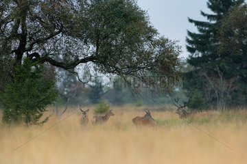 Male Red Deer and hinds in clearing - Ardennes Belgium