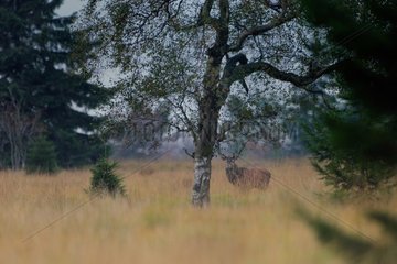 Male Red Deer bellowing in clearing - Ardennes Belgium