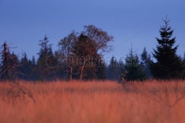 Male Red Deer on the moor at night - Ardennes Belgium
