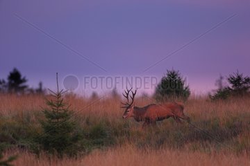 Male Red Deer on the moor at night - Ardennes Belgium