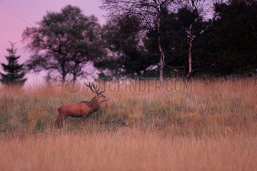 Male Red Deer bellowing at night - Ardennes Belgium