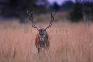 Male Red Deer in clearing - Ardennes Belgium
