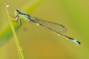 Blue-tailed Damselfly covered with dew landed on a rod