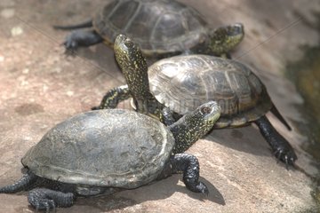 Cistudes turtles on the bank of a water point