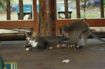 Affe sucht die Läuse mit einer Katze Kochang Thailand