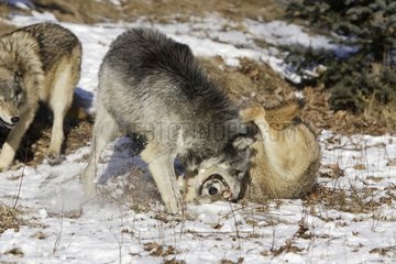 Attitude of submission of a Gray wolf dominated by another