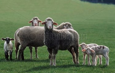 Brebis Mérinos et leurs agneaux au pré au printemps
