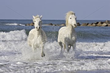 Camarguais horses galloping in the water France
