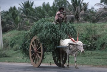 Bullock Cart mit Gras in der Nähe von Bangalore India beladen