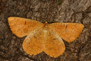 Orange Moth on bark Sieuras Ariège France