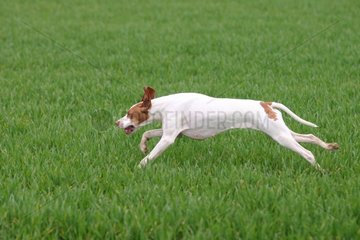 St German Pointing Dog running in a meadow