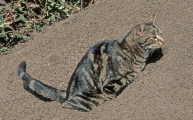 Katze macht seine Bedürfnisse im Boden Frankreich [at]