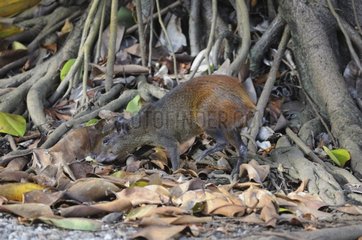 Red-rumped Agouti and aerial root French Guiana
