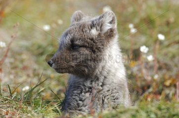 Arctic fox cub at burrow's entrance Canada