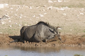 Wildebeest after mud bath Kgalagadi Park Kalahari desert