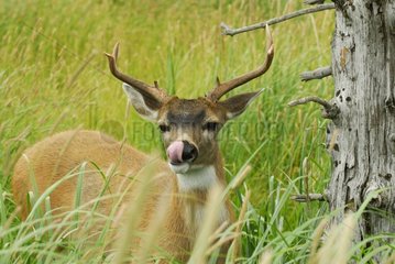 Portrait of a male Sitka Deer in tall grass Alaska