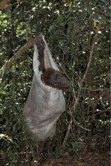 Orang outan orphelin dans un sac Bornéo Indonésie