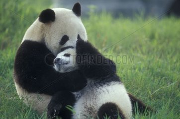 Jeunes Grand Panda jouant Centre de Chengdu Sichuan Chine