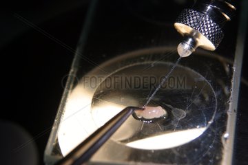 Embryo -Wiederherstellung und dann Transplantation in einer Maus