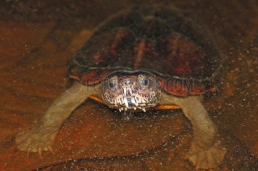 Scorpion Mud Turtle walking in water Guyana