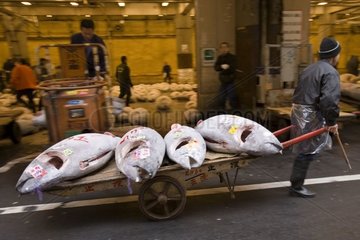 Frozen tunas sold carried Fish market Tsukuji [AT]