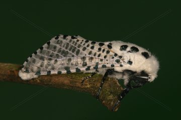 Leopard moth Midi-Pyrénées France
