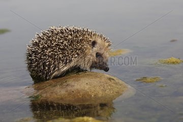 Western European hedgehog on a stone near water Spain
