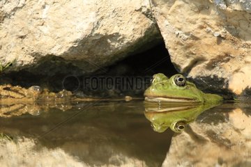 Grüner Frosch in einem Teichgarten Vaucluse Frankreich