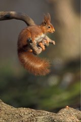 Roux -Eichhörnchen auf einem Ast in einem Normandiebaum