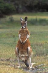 Red kangaroo Wildlife Park South Australia