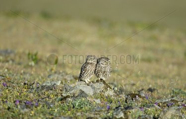 Couple of little owls with on a rock Spain