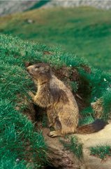 Marmot steht vor ihrer Höhle
