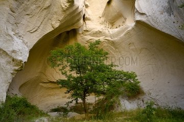 Tree in a canyon Cappadocia Turkey