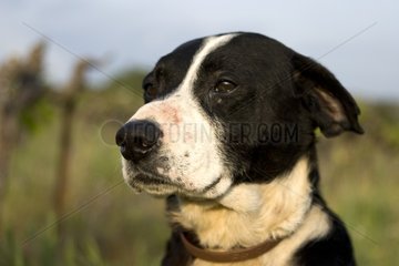 Portrait of mongrel hunting Dog black and white Provence