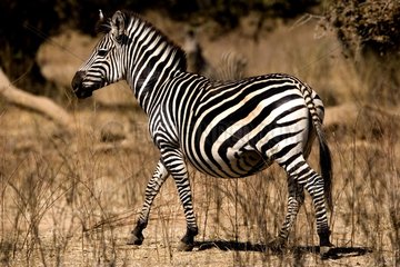 Burchell's zebra in the savanna NP Mana Pools Zimbabwe