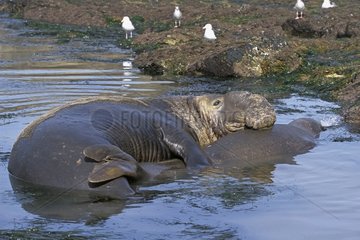 Accouplement d'éléphants de mer Mexique
