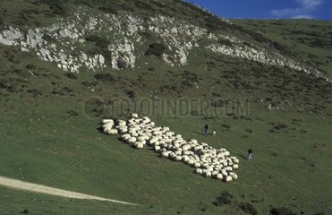 Abstieg der Herde in den Basken bezahlt Frankreich Alpine