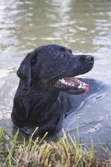 Black Labrador retriever in the water of a pond France