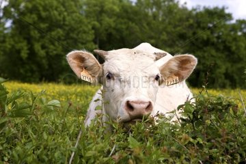 Charolais cow behind a hedge Burgundy France