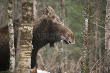 Elk Park Conservation de la Gaspesie Quebec Canada