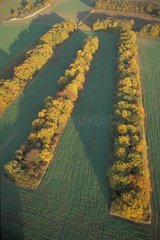 Cereal agriculture and thickets in Picardy France