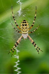 Argiope female on his canvas in Normandy