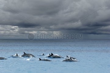 Spinner Delphin herrliche Inseln [at]