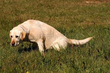 Alter Hund Labrador  der Frankreich entleert