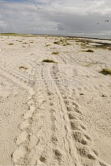 Trace of green turtle in the sand on the island Huon