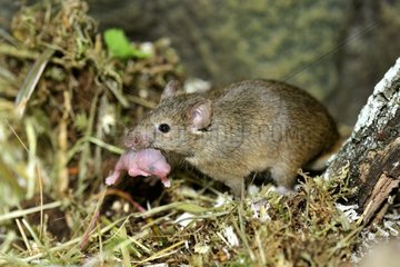 House mouse male carrying her newborn